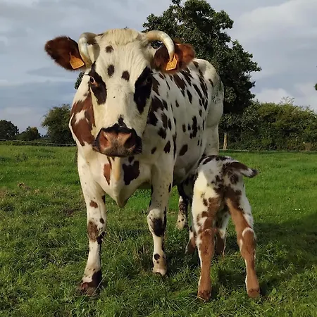 Vakantieboerderij Roulotte A La Ferme Buissonniere *
