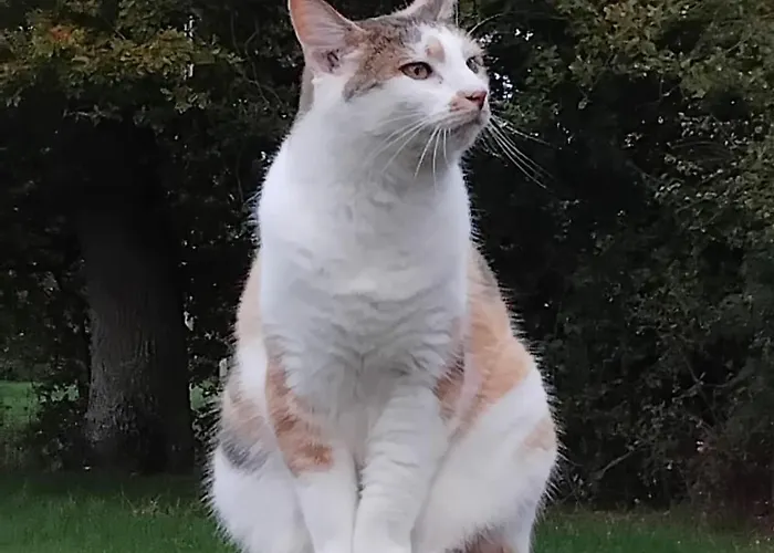 Roulotte A La Ferme Buissonniere La Lande-de-Louge